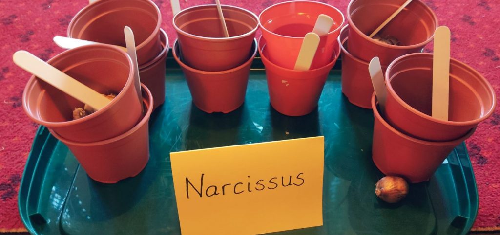 Planting Narcissus